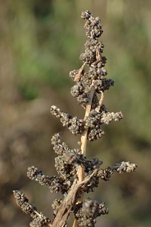 Chenopodium rhombifolium \ S�gebl�ttriger G�nsefu� / Serrate-Leaved Goosefoot, D Mannheim 15.10.2026