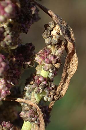 Chenopodium rhombifolium \ S�gebl�ttriger G�nsefu� / Serrate-Leaved Goosefoot, D Mannheim 15.10.2026