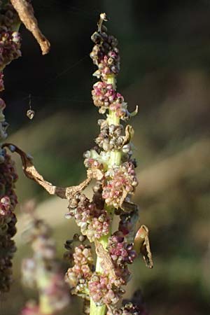 Chenopodium rhombifolium \ S�gebl�ttriger G�nsefu� / Serrate-Leaved Goosefoot, D Mannheim 15.10.2026