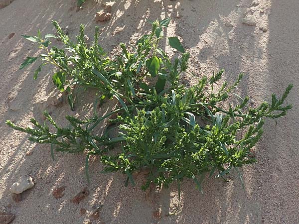 Corispermum leptopterum \ Schmalflgeliger Wanzensame / Bugseed, D Mannheim 16.9.2018