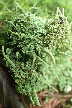 Cladonia coniocraea \ Gewhnliche Sulen-Flechte / Common Powderhorn Lichen, D Zwingenberg am Neckar 31.8.2020