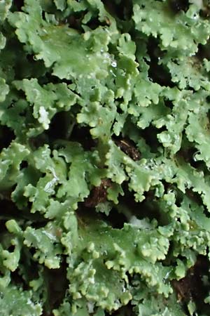 Cladonia caespiticia \ Schuppenfrchtige Becher-Flechte, Bschel-Flechte / Stubby-Stalked Clad Lichen, D Bad Dürkheim 15.1.2022