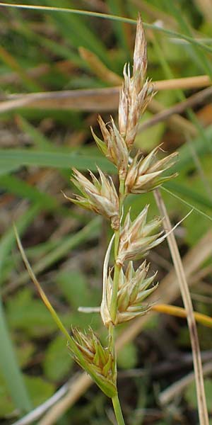Carex ligerica \ Franz&ouml;sische Segge / French Sedge, D Dorsten 20.6.2022