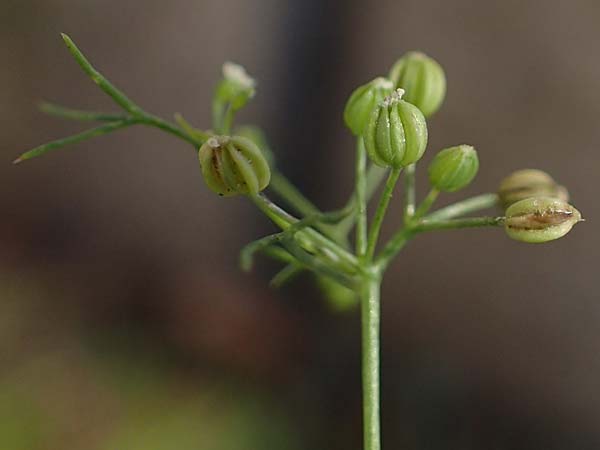 Cyclospermum leptophyllum \ Dnnblttriger Kreissame / Marsh Parsley, Fir-Leaved Celery, D Bochum 21.8.2022