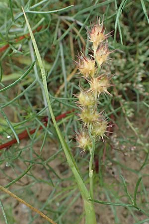 Cenchrus longispinus \ Langdorniges Stachelgras / Mat Sandbur, Spiny Burr Grass, D Jugenheim an der Bergstra&szlig;e 10.9.2025