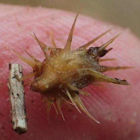 Cenchrus longispinus \ Langdorniges Stachelgras / Mat Sandbur, Spiny Burr Grass, D Jugenheim an der Bergstra&szlig;e 10.9.2025