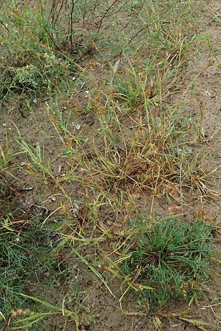 Cenchrus longispinus \ Langdorniges Stachelgras / Mat Sandbur, Spiny Burr Grass, D Jugenheim an der Bergstra&szlig;e 10.9.2025