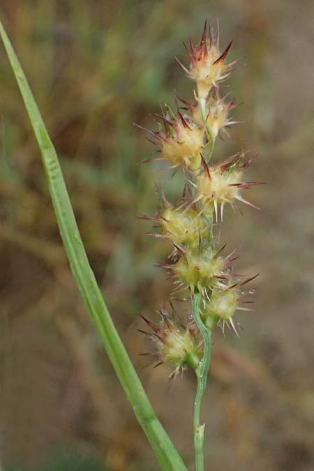 Cenchrus longispinus \ Langdorniges Stachelgras / Mat Sandbur, Spiny Burr Grass, D Jugenheim an der Bergstra&szlig;e 10.9.2025