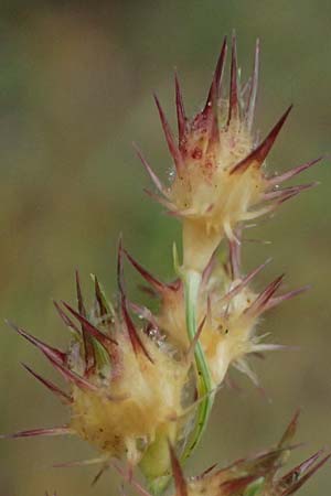 Cenchrus longispinus \ Langdorniges Stachelgras / Mat Sandbur, Spiny Burr Grass, D Jugenheim an der Bergstra&szlig;e 10.9.2025