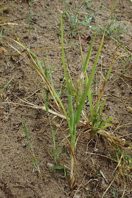 Cenchrus longispinus \ Langdorniges Stachelgras / Mat Sandbur, Spiny Burr Grass, D Jugenheim an der Bergstra&szlig;e 10.9.2025