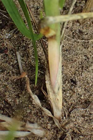 Cenchrus longispinus \ Langdorniges Stachelgras / Mat Sandbur, Spiny Burr Grass, D Jugenheim an der Bergstra&szlig;e 10.9.2025