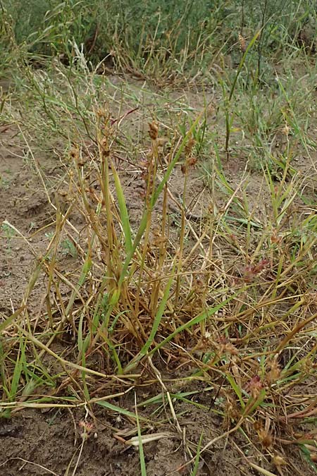 Cenchrus longispinus \ Langdorniges Stachelgras / Mat Sandbur, Spiny Burr Grass, D Jugenheim an der Bergstra&szlig;e 10.9.2025