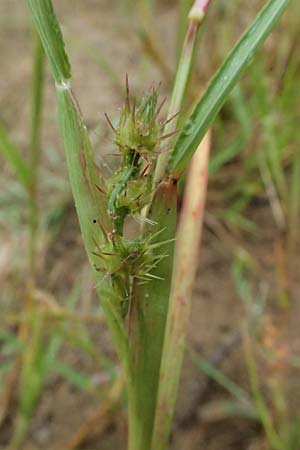Cenchrus longispinus \ Langdorniges Stachelgras / Mat Sandbur, Spiny Burr Grass, D Jugenheim an der Bergstra&szlig;e 10.9.2025