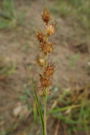 Cenchrus longispinus \ Langdorniges Stachelgras / Mat Sandbur, Spiny Burr Grass, D Jugenheim an der Bergstra&szlig;e 10.9.2025
