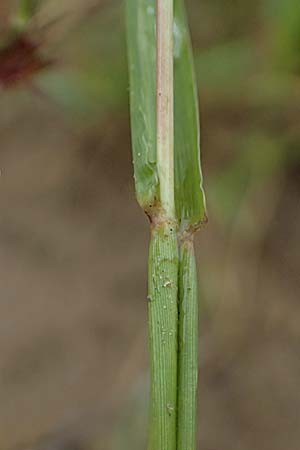 Cenchrus longispinus \ Langdorniges Stachelgras / Mat Sandbur, Spiny Burr Grass, D Jugenheim an der Bergstra&szlig;e 10.9.2025