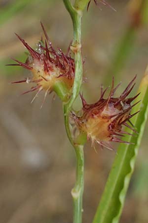 Cenchrus longispinus \ Langdorniges Stachelgras / Mat Sandbur, Spiny Burr Grass, D Jugenheim an der Bergstra&szlig;e 10.9.2025
