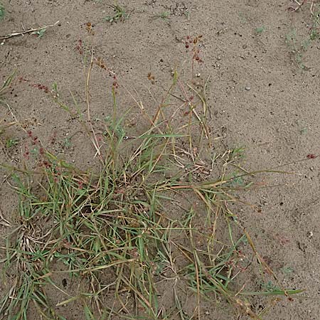 Cenchrus longispinus \ Langdorniges Stachelgras / Mat Sandbur, Spiny Burr Grass, D Jugenheim an der Bergstra&szlig;e 10.9.2025