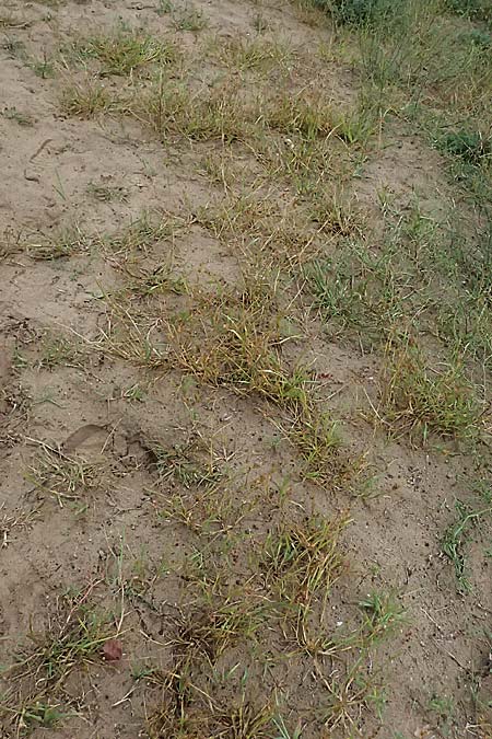 Cenchrus longispinus \ Langdorniges Stachelgras / Mat Sandbur, Spiny Burr Grass, D Jugenheim an der Bergstra&szlig;e 10.9.2025