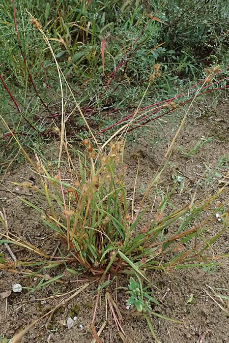Cenchrus longispinus \ Langdorniges Stachelgras / Mat Sandbur, Spiny Burr Grass, D Jugenheim an der Bergstra&szlig;e 10.9.2025