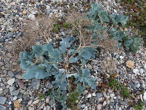 Crambe maritima \ Ksten-Meerkohl, Strandkohl / Sea Kale, D Hohwacht 13.9.2021