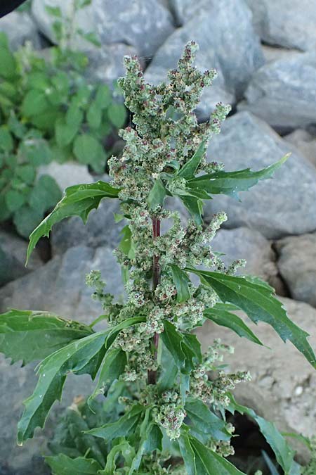 Chenopodium rhombifolium \ Sgeblttriger Gnsefu / Serrate-Leaved Goosefoot, D Mannheim 27.8.2024
