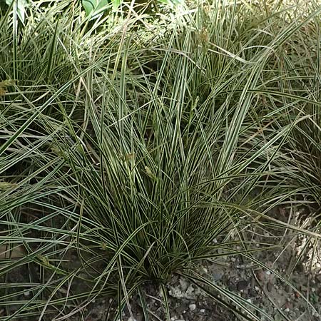 Carex morrowii \ Japan-Segge / Japanese Sedge, D Duisburg 19.6.2025