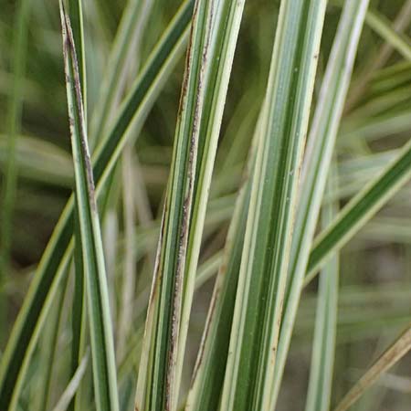 Carex morrowii \ Japan-Segge / Japanese Sedge, D Duisburg 19.6.2025
