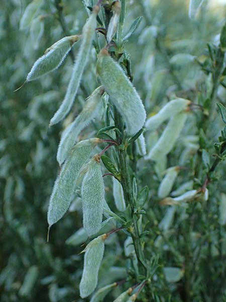 Cytisus multiflorus \ Vielbl�tiger Gei�klee / White Broom, D Frankfurt Airport 1.6.2026