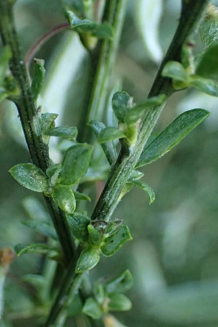 Cytisus multiflorus \ Vielbl�tiger Gei�klee / White Broom, D Frankfurt Airport 1.6.2026