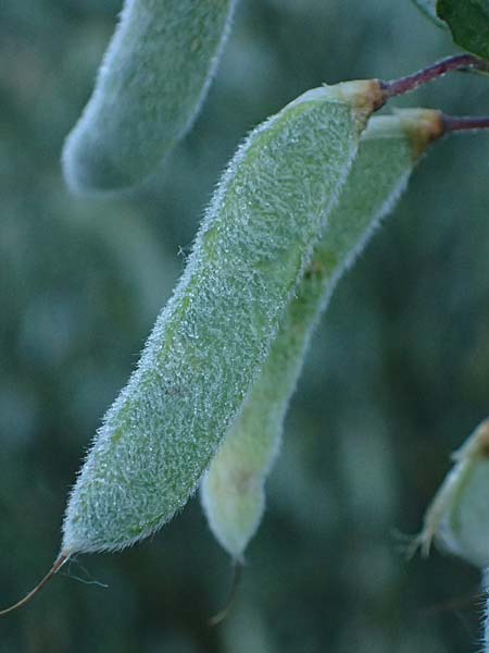 Cytisus multiflorus \ Vielbl�tiger Gei�klee / White Broom, D Frankfurt Airport 1.6.2026