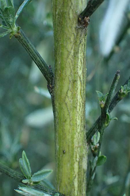 Cytisus multiflorus \ Vielbl�tiger Gei�klee / White Broom, D Frankfurt Airport 1.6.2026
