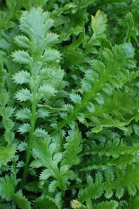 Cotula potentillina \ Fingerkraut-Fiederpolster / Verdigris Brassbuttons, D Essen 21.6.2025