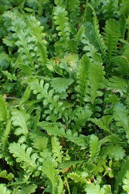 Cotula potentillina \ Fingerkraut-Fiederpolster / Verdigris Brassbuttons, D Essen 21.6.2025