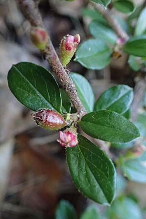 Cotoneaster adpressus \ Spalier-Zwergmispel, Kissen-Mispel / Creeping Cotoneaster, D Bad D&uuml;rkheim 25.5.2026