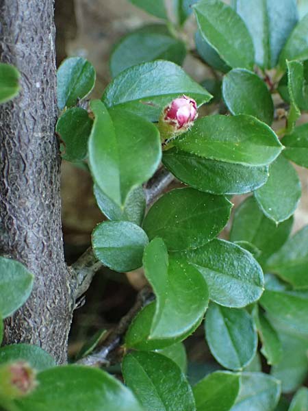 Cotoneaster adpressus \ Spalier-Zwergmispel, Kissen-Mispel / Creeping Cotoneaster, D Bad D&uuml;rkheim 25.5.2026