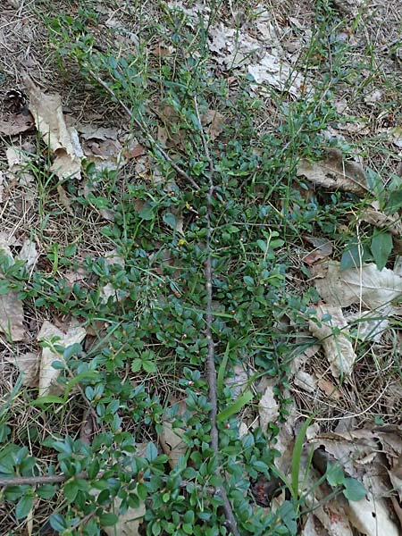 Cotoneaster adpressus \ Spalier-Zwergmispel, Kissen-Mispel / Creeping Cotoneaster, D Bad D&uuml;rkheim 25.5.2026