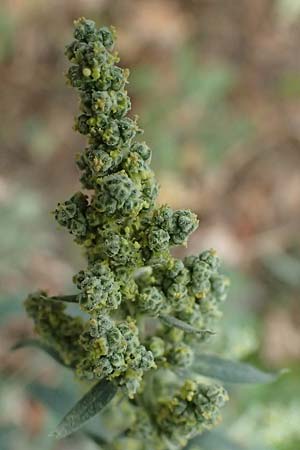 Chenopodium opulifolium \ Schneeballbl�ttriger G�nsefu� / Grey Goosefoot, D Mannheim 13.9.2026