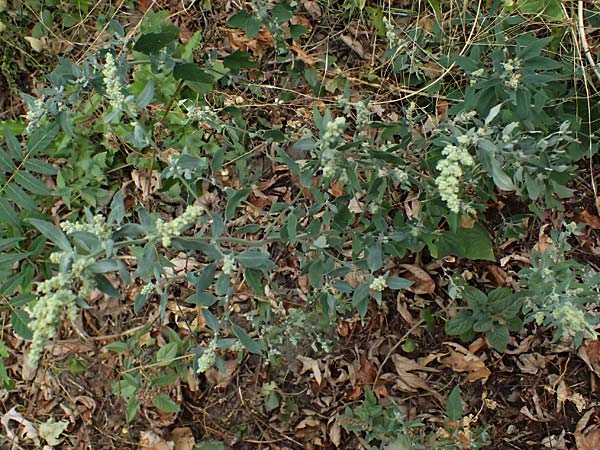Chenopodium opulifolium \ Schneeballbl�ttriger G�nsefu� / Grey Goosefoot, D Mannheim 13.9.2026