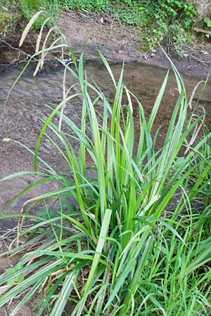 Carex pendula s.str. \ Westliche H&auml;nge-Segge / Western Pendulous Sedge, Western Hanging Sedge, D Schriesheim 7.5.2015