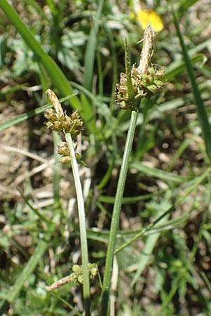Carex pilulifera \ Pillen-Segge / Pill Sedge, D Ober-Roden 7.5.2018