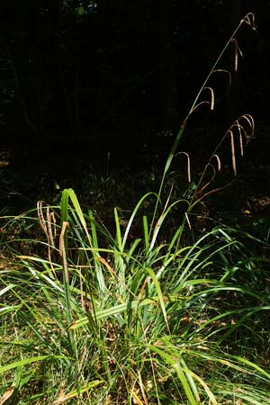 Carex pendula s.str. \ Westliche H&auml;nge-Segge / Western Pendulous Sedge, Western Hanging Sedge, D Schriesheim 27.7.2022