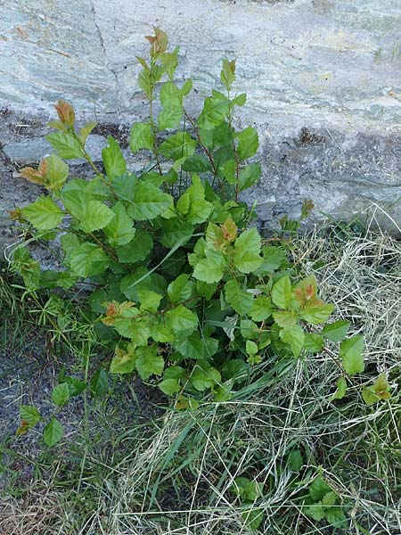 Crataegus persimilis \ Pflaumenblttriger Weidorn / Plumleaf Hawthorn, D Wiesbaden 30.5.2023