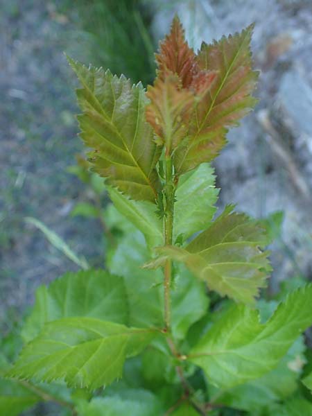 Crataegus persimilis \ Pflaumenblttriger Weidorn / Plumleaf Hawthorn, D Wiesbaden 30.5.2023