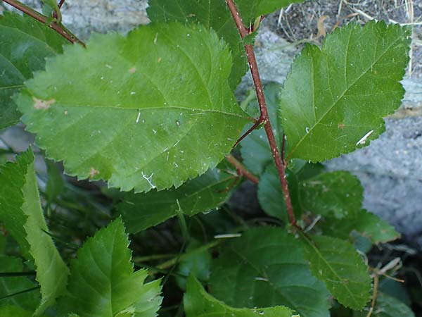 Crataegus persimilis \ Pflaumenblttriger Weidorn / Plumleaf Hawthorn, D Wiesbaden 30.5.2023