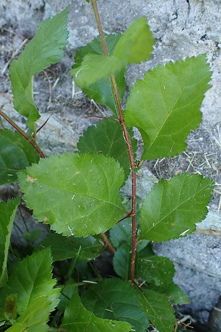 Crataegus persimilis \ Pflaumenblttriger Weidorn / Plumleaf Hawthorn, D Wiesbaden 30.5.2023