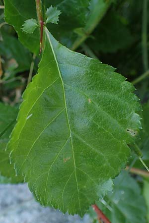 Crataegus persimilis \ Pflaumenblttriger Weidorn / Plumleaf Hawthorn, D Wiesbaden 30.5.2023