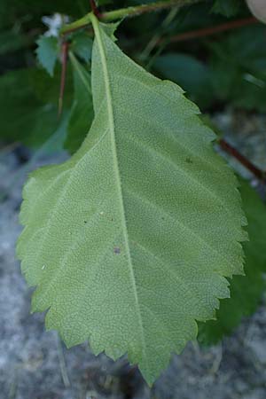 Crataegus persimilis \ Pflaumenblttriger Weidorn / Plumleaf Hawthorn, D Wiesbaden 30.5.2023
