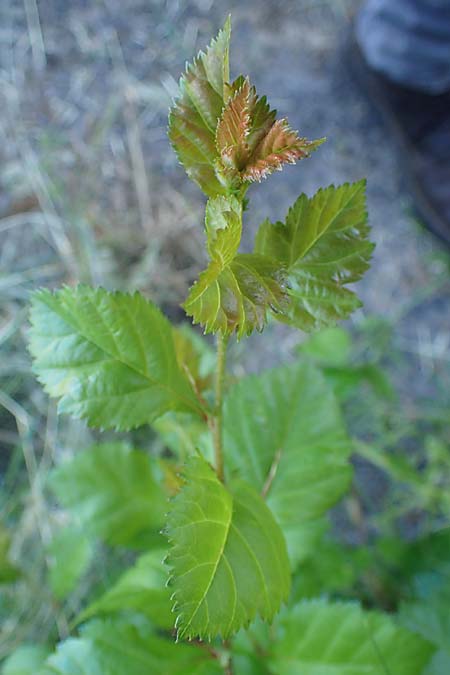 Crataegus persimilis \ Pflaumenblttriger Weidorn / Plumleaf Hawthorn, D Wiesbaden 30.5.2023