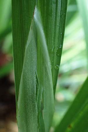 Carex pendula s.str. \ Westliche H&auml;nge-Segge / Western Pendulous Sedge, Western Hanging Sedge, D Zwingenberg an der Bergstra&szlig;e 4.5.2025