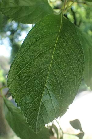 Crataegus persimilis \ Pflaumenblttriger Weidorn / Plumleaf Hawthorn, D Duisburg 19.6.2025